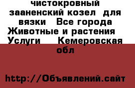 чистокровный зааненский козел  для вязки - Все города Животные и растения » Услуги   . Кемеровская обл.